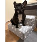 Funky kutyalépcső 30 x 50 x 50 cm - zöldes alapon bulldogok