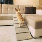 Molly kutyarámpa 80 x 30cm - 14-es bézs terra bútorszövet