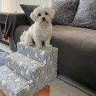 Bodza kutyalépcső 30 x 40 x 45cm - szürke alapon fehér szívek és tappancsok