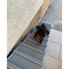 Kölyök tacskó fut felfelé a kültéri rámpán.