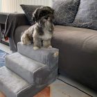 Cuki kutyus pihen a szürke kutyalépcső felső fokán.