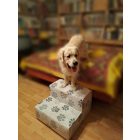 Golden Retriver és 2 fokos lépcsője.