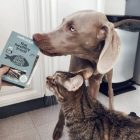 Halas Félnedves Jutalomfalat Kutyáknak 100g