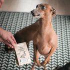 Kacsahús Félnedves Jutalomfalat Kutyáknak 100g