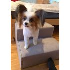 Mexi kutyalépcső 25 x 40 x 40 cm - 13-as rózsaszín damask bútorszövet