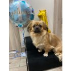 Mexi kutyalépcső 25 x 40 x 40 cm - 26-os kékes szürke egyszínű bútorszövet