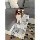 Daisy kutyalépcső 40 x 35 x 60 cm - 84-es sötétbarna damask bútorszövet