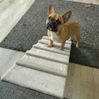 Molly kutyarámpa 80 x 30cm - világos vajszín